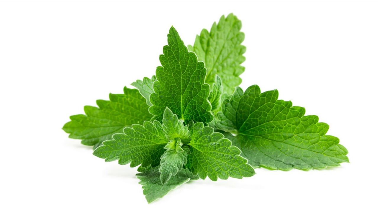 lemon balm extract